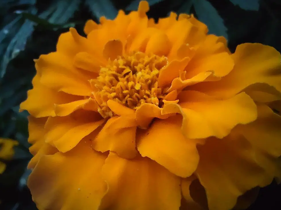 マクロ イメージ